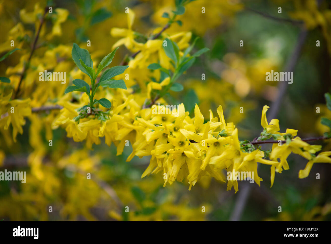 Arbuste De Petites Fleurs Jaunes Photos Arbuste De Petites