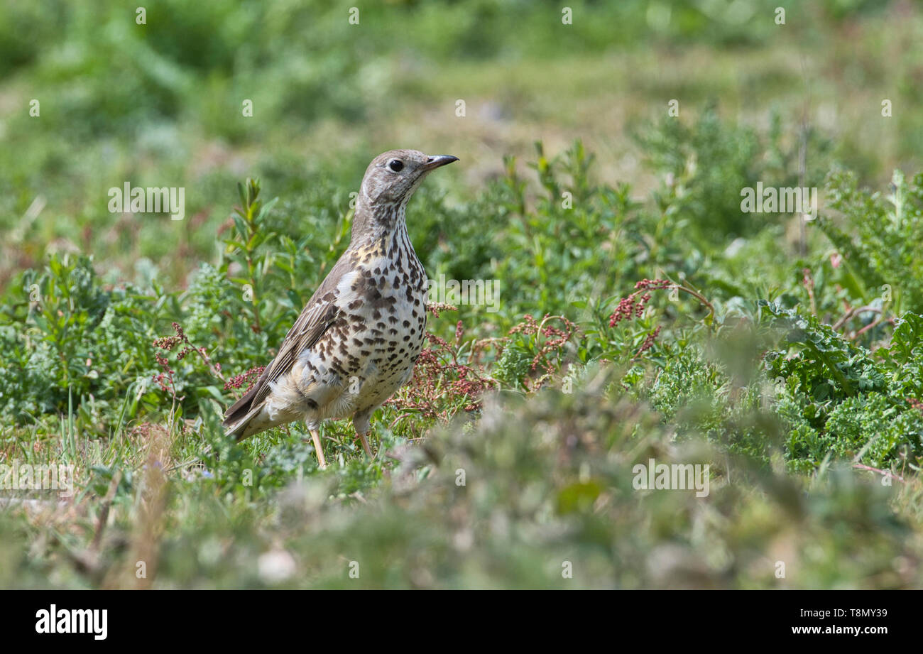 Mistle thrush (Turdus viscivorus) de nourriture dans un champ ouvert Banque D'Images