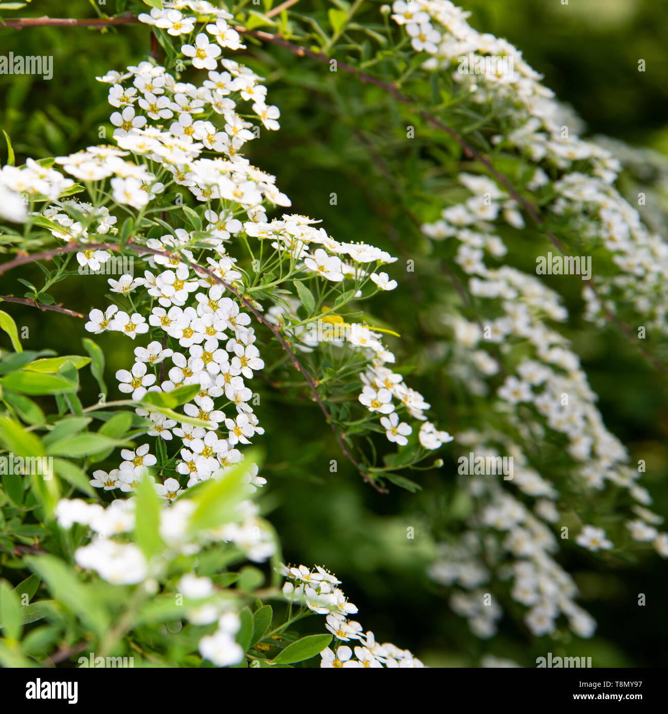 Fleurs blanches spirea branches d'un feuillage vert contexte trouble Banque D'Images