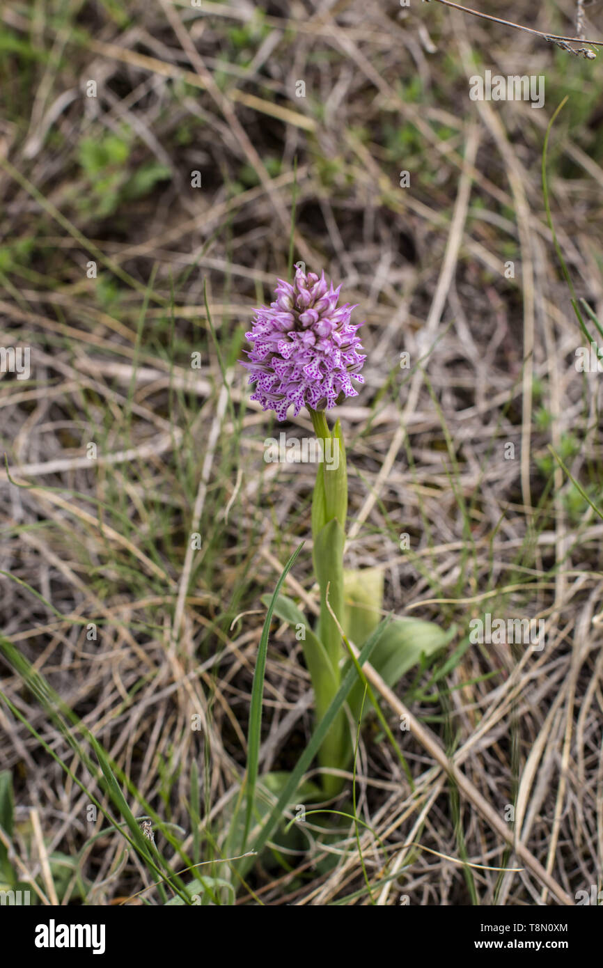 Orchidée commune trois dents orchid / Neotinea tridentata Banque D'Images