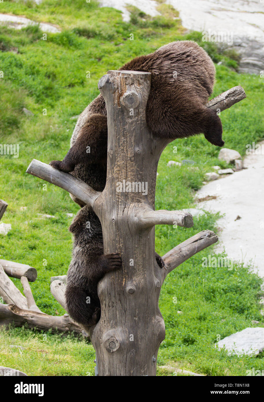 La Famille Ours Brun Mignon De Maman Ours Et Son Bebe Ourson Jouant Sur Un Tronc D Arbre Escalade Et De Mordre Ursus Arctos Beringianus Ours Du Kamtchatka Photo Stock Alamy La Famille Ours Brun Mignon De Maman Ours Et Son Bebe Ourson Jouant Sur Un Tronc D Arbre Escalade Et De Mordre Ursus Arctos Beringianus Ours Du Kamtchatka Photo Stock Alamy