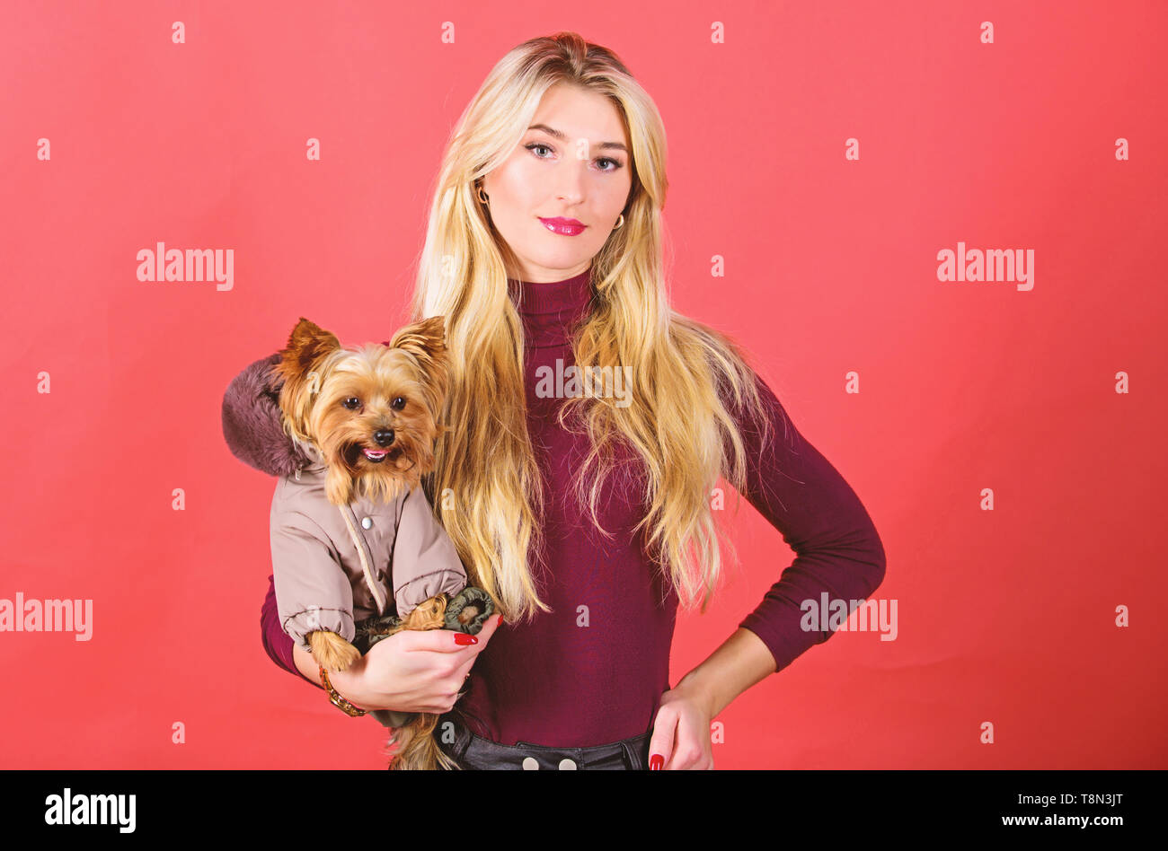 Accessoires Pour Chiens Photos Accessoires Pour Chiens