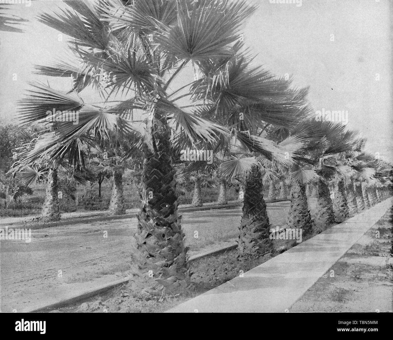 'Un Palm Avenue à Los Angeles, Californie', c1897. Créateur : Inconnu. Banque D'Images