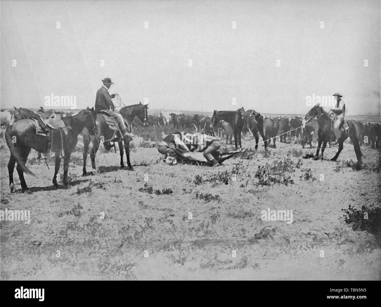 'Inspection d'une marque sur les Prairies', c1897. Créateur : Inconnu. Banque D'Images