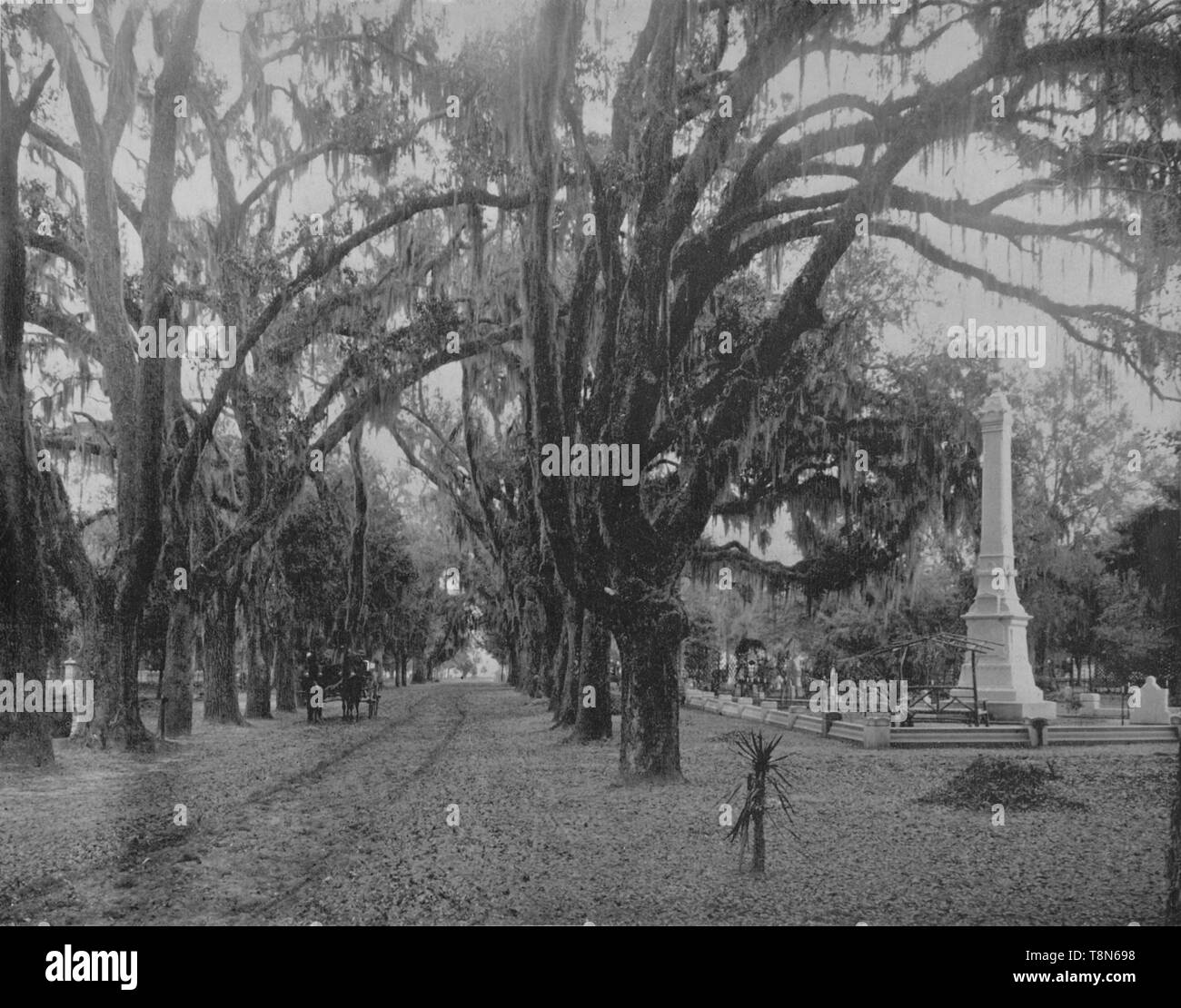 'Hanging Moss sur Live-Oak, Savannah, Géorgie', c1897. Créateur : Inconnu. Banque D'Images