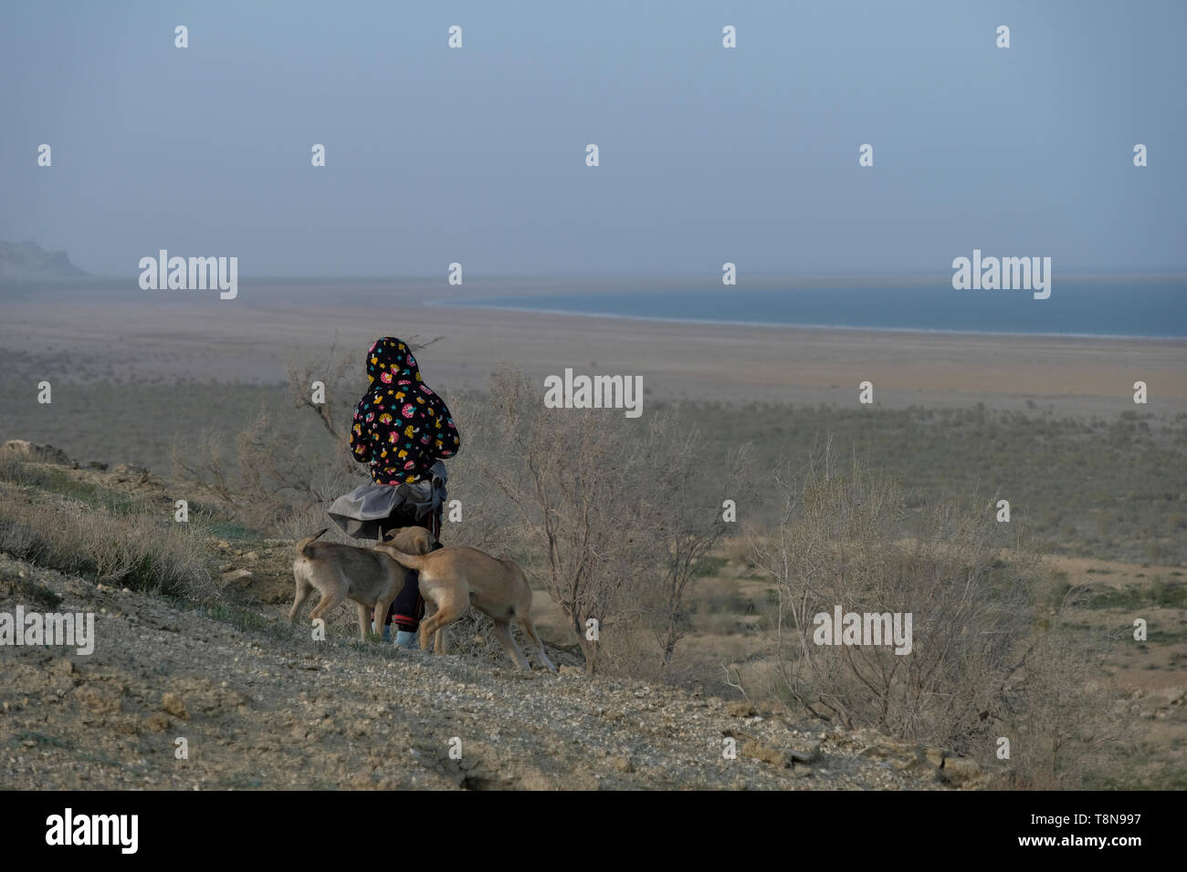 Une jeune fille ouzbèke marche avec ses chiens non loin du bord de l'eau de la mer d'Aral qui était autrefois la 4ème plus grande au monde maintenant une friche salée et empoisonnée appelée le désert d'Aralkum. République du Karakalpakstan, Ouzbékistan Banque D'Images