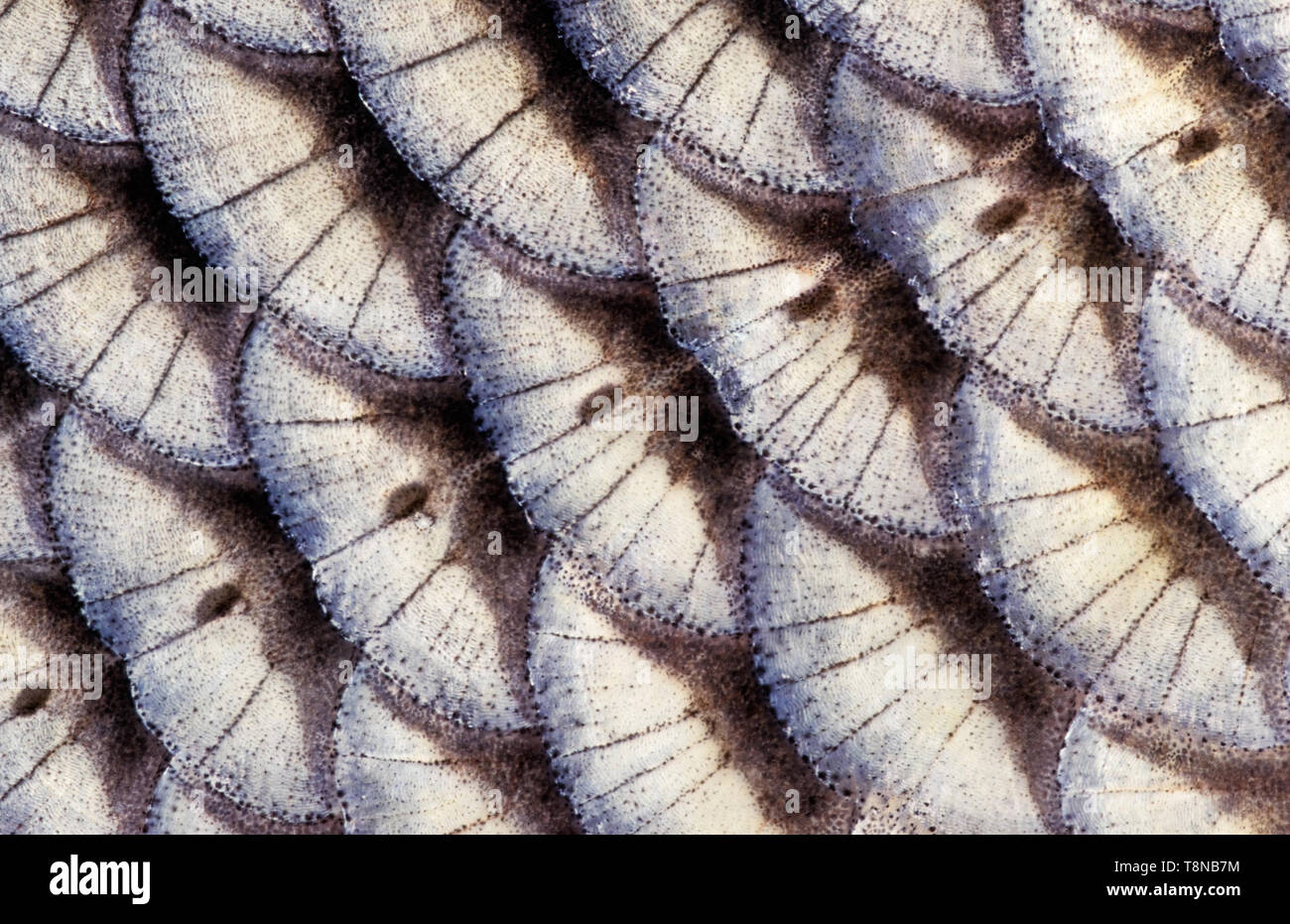 Poissons (Leuciscus idus, IDE) l'échelle de close-up. La rangée d'écailles ligne latérale courir à travers l'image. Banque D'Images