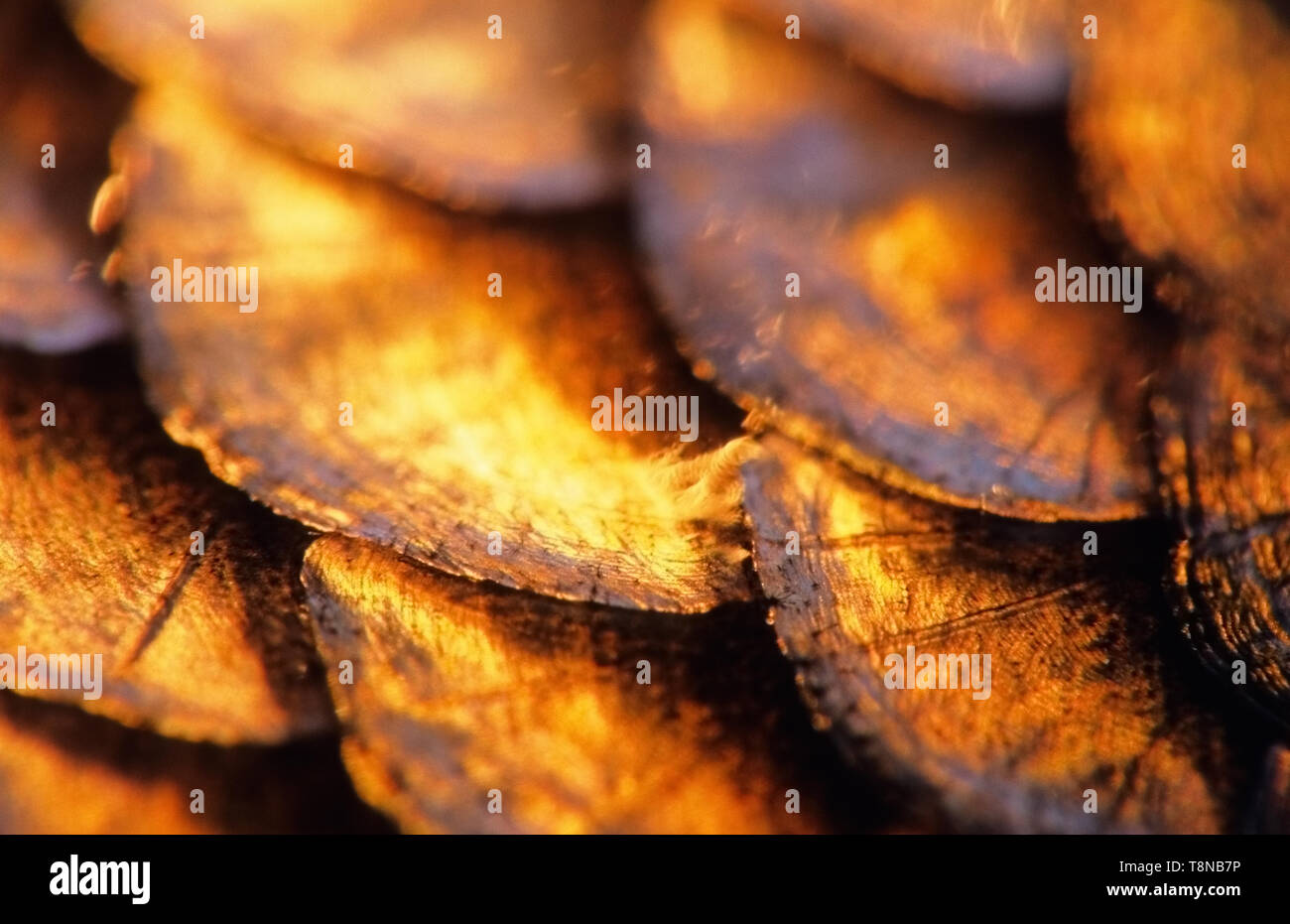 Poisson (Ide, Leuciscus idus) Balances close-up. L'image apparaît un peu soft en raison du mucus épidermique couvrant les écailles. Banque D'Images