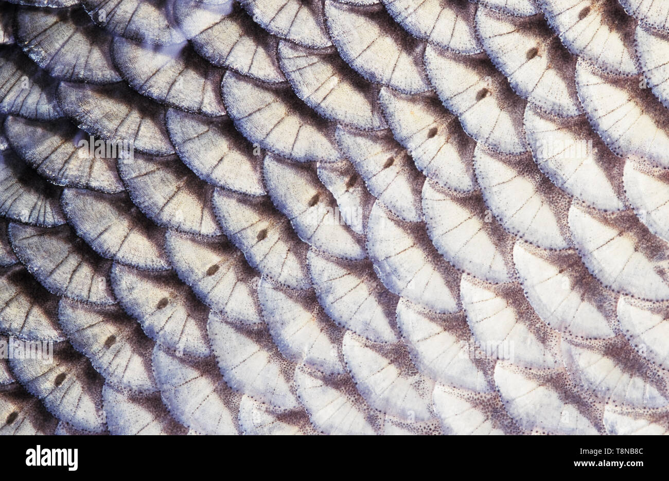 Poissons (Leuciscus idus, IDE) l'échelle de close-up. La rangée d'écailles de la ligne latérale est visible au milieu de l'image. Banque D'Images