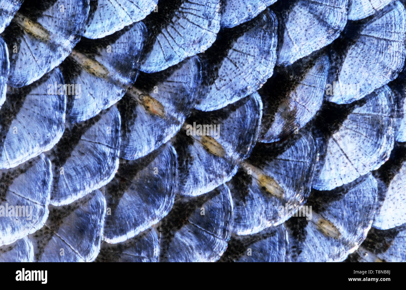 Poissons (Leuciscus idus, IDE) l'échelle de close-up. La rangée d'écailles ligne latérale courir à travers l'image. Banque D'Images