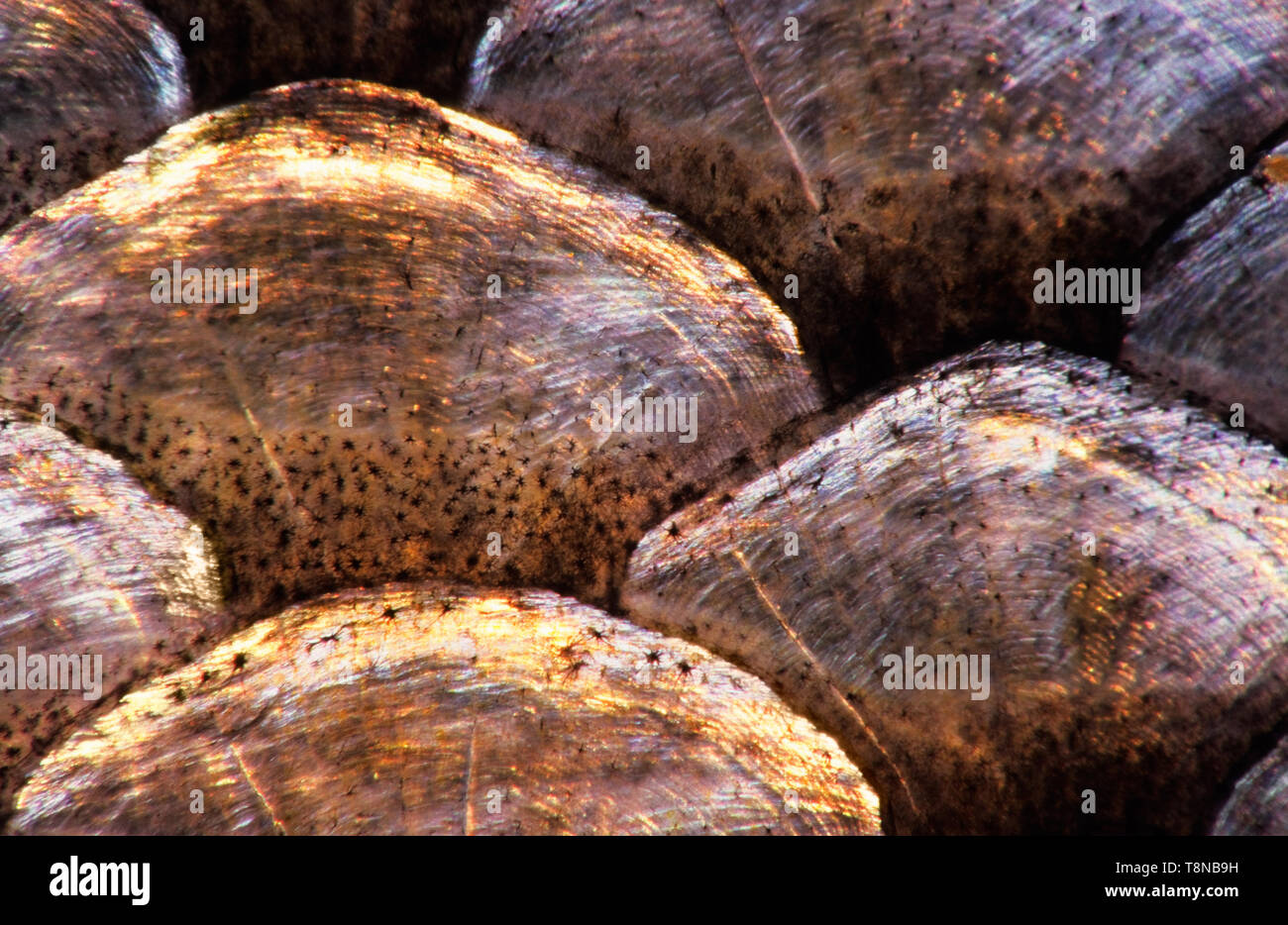 Poissons (Leuciscus idus) Ide, close-up échelle montrant chromatophores. L'image apparaît un peu soft en raison du mucus épidermique couvrant les écailles. Banque D'Images