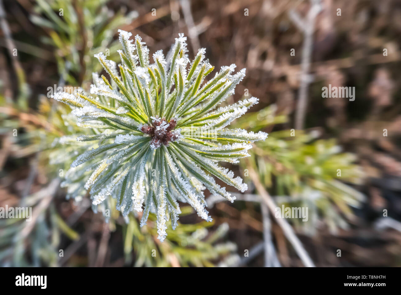 Libre de cristaux de glace se formant sur les aiguilles de pin Banque D'Images