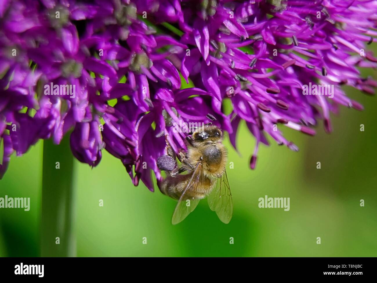 Un polinating abeille fleur , close up macro photographie. Banque D'Images