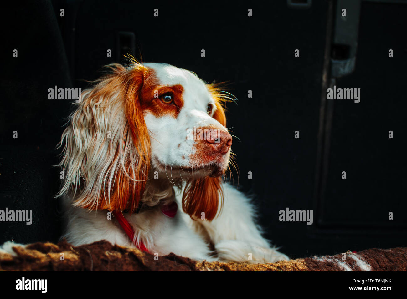Mignon chien en voiture sur un cordon rouge avec de longues oreilles Banque D'Images