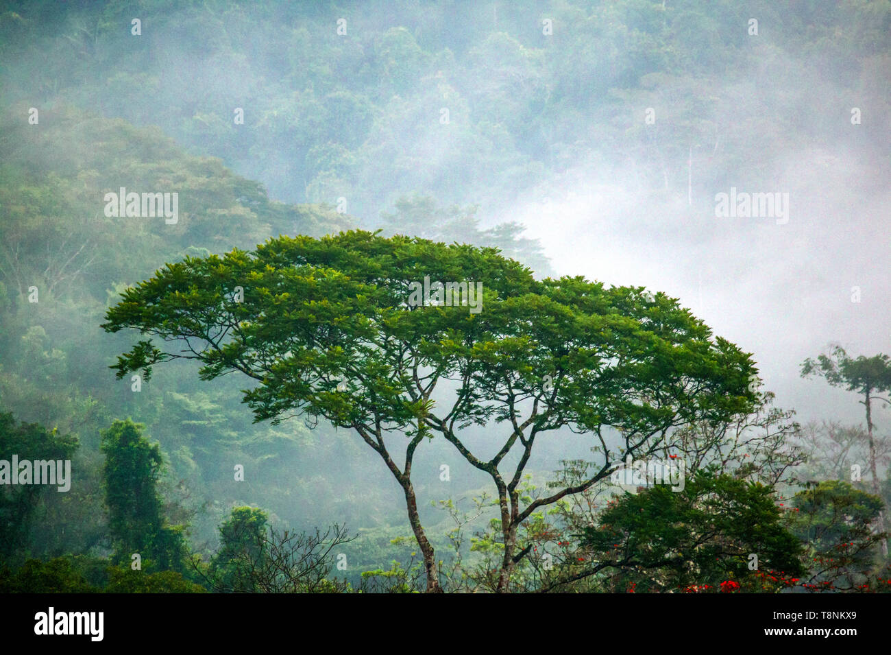 Paysage du Panama avec forêt pluviale brumeuse à Cana dans le parc national de Darien, Darien Gap, province de Darien, République du Panama, Amérique centrale. Banque D'Images