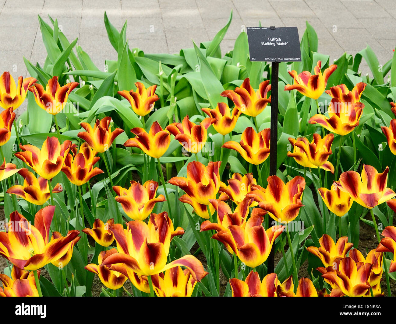 Photographié dans le parc de Keukenhof show tulip avril 2019, densément planté tulip Substitution Match fait un affichage à deux couleurs vives Banque D'Images