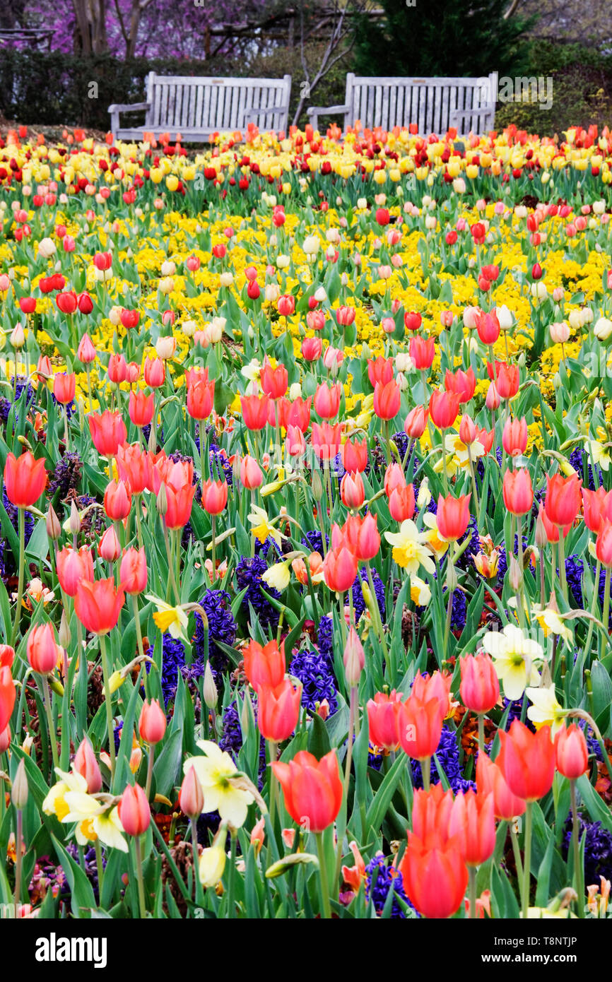 Des bancs de parc et des fleurs de printemps Banque D'Images