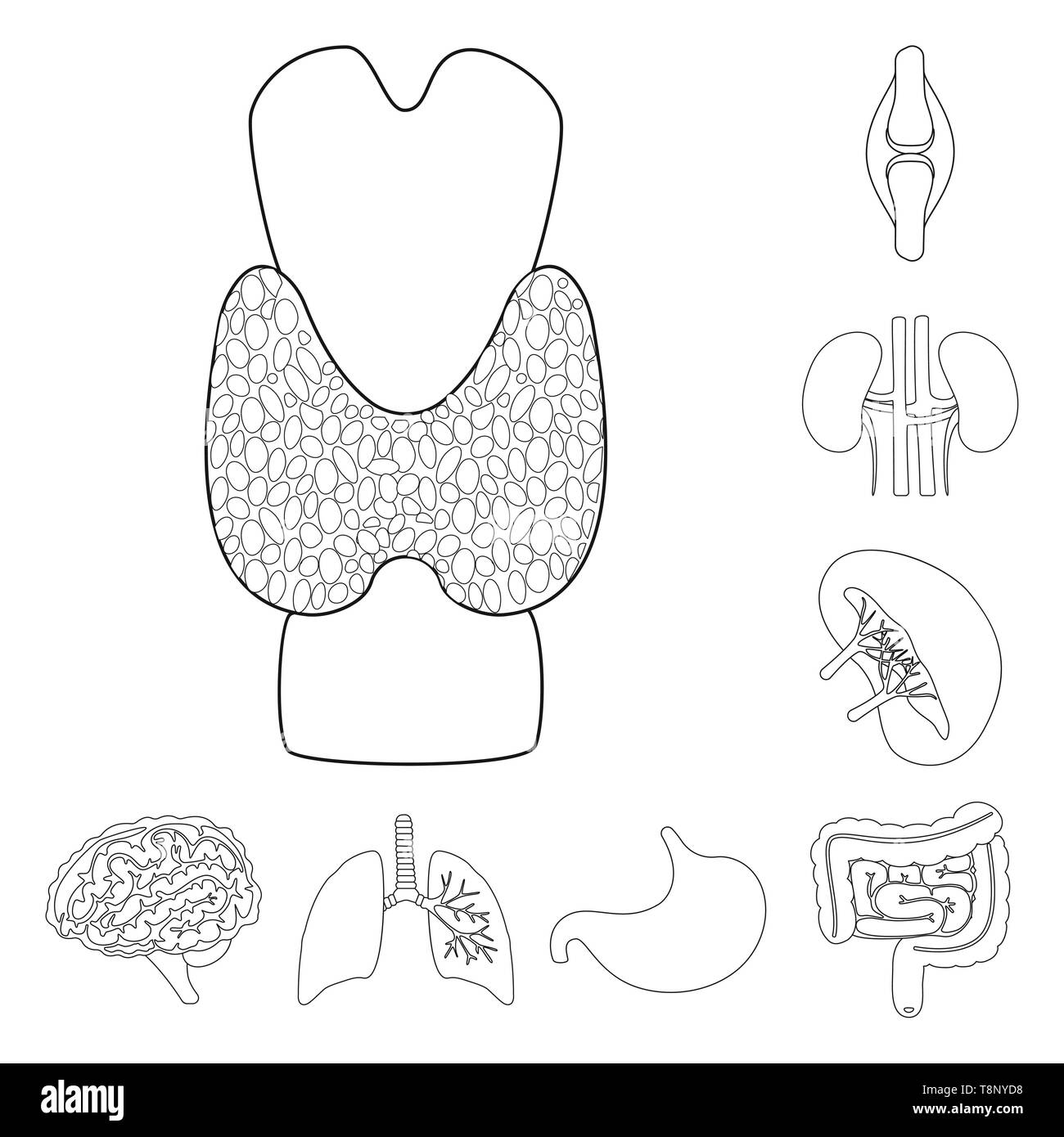 ,Dorsale,os,rein poumon estomac,cerveau,,intestin,moelle,tendon,esprit,urinaire,trachée,tube,tube,meubles,psychologie,transplantation,muscle respiratoire,corps,alimentaire,moelle,pierres,genius,,system,jéjunum,joints,dessin,orgue,anatomie interne,médical,des,santé,biologie,scientifique,recherche,,laboratoire,set,icône,,illustration,collection,isolé,design,graphisme,élément signe,ligne,plan,vecteurs vecteur , Illustration de Vecteur