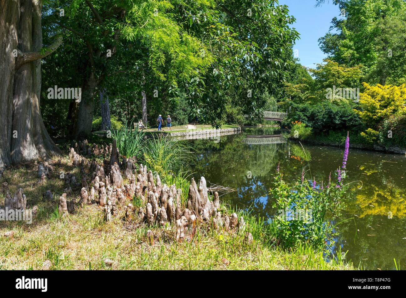 France, Hauts de Seine, Chatenay Malabry, l'Arboretum de la vallée aux Loups Banque D'Images