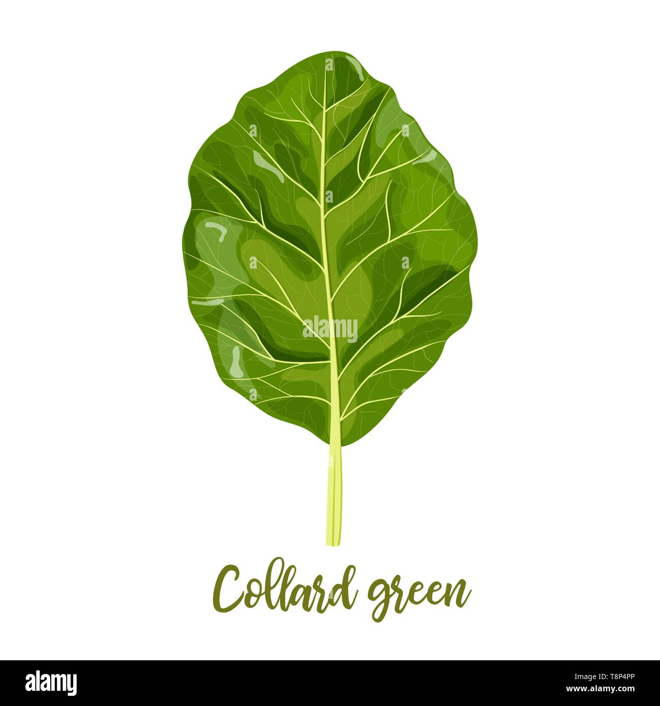 Feuilles de chou vert. Chou, Brassica oleracea, Acephala. Concept alimentaire. Le chou cru juteux frais. Régime alimentaire sain, vegetaria Illustration de Vecteur