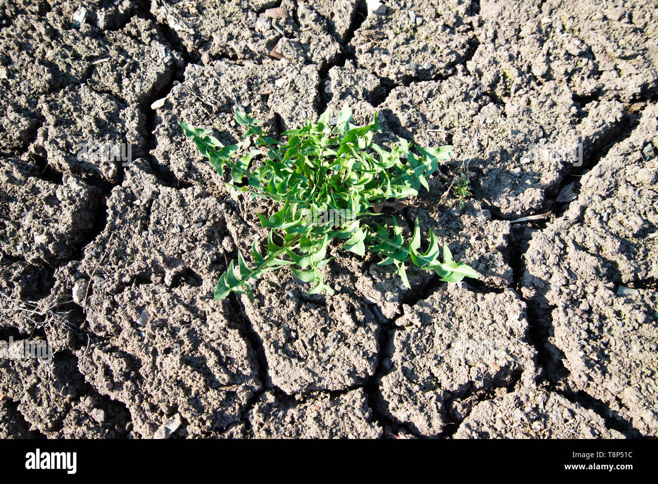 Une bande d'herbe verte cultivée sur des sols secs. La sécheresse du sol et la croissance attendue de l'herbe parce que le monde se réchauffe chaque année. Banque D'Images