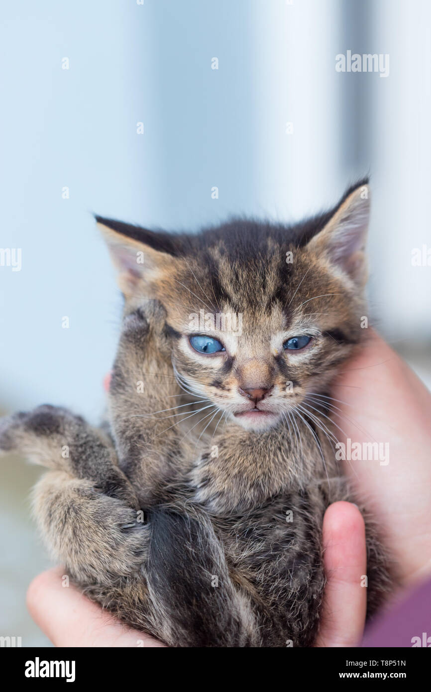 Petit Chaton dans les mains d'une jeune femme. Banque D'Images