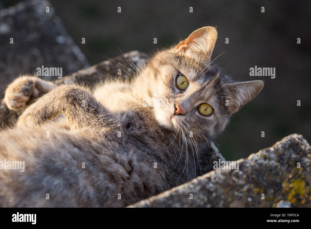 Gros Chat Gris Couche Sur L Escalier Photo Stock Alamy