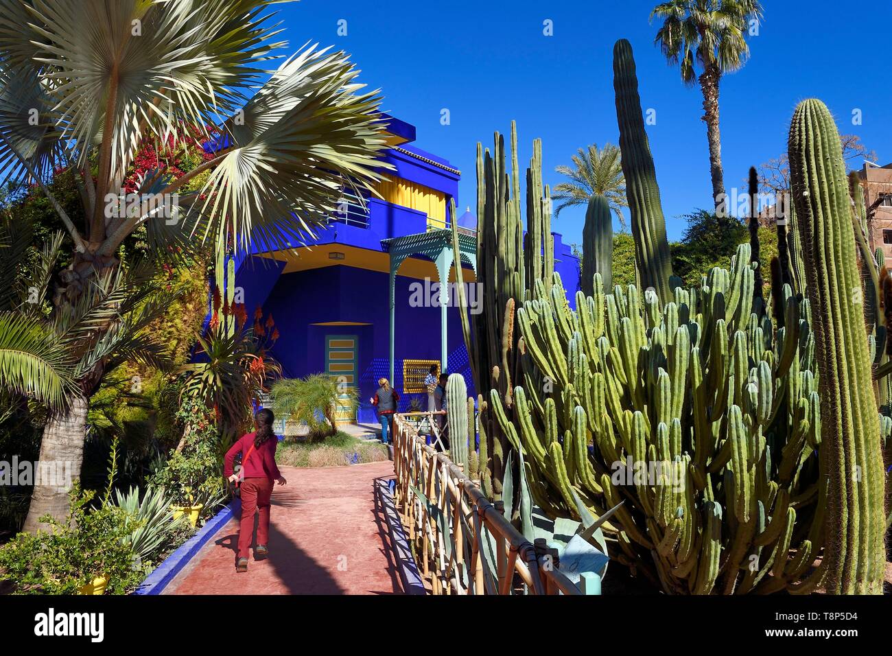 Le Maroc, Haut Atlas, Marrakech, ville impériale, Guéliz, Jardin Majorelle fondée en 1931 par le peintre français Jacques Majorelle en 1980 et acheté par Yves Saint Laurent et Pierre Bergé Banque D'Images