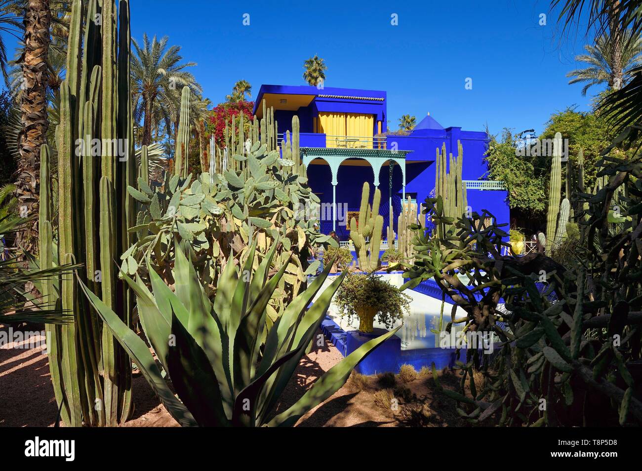 Le Maroc, Haut Atlas, Marrakech, ville impériale, Guéliz, Jardin Majorelle fondée en 1931 par le peintre français Jacques Majorelle en 1980 et acheté par Yves Saint Laurent et Pierre Bergé Banque D'Images