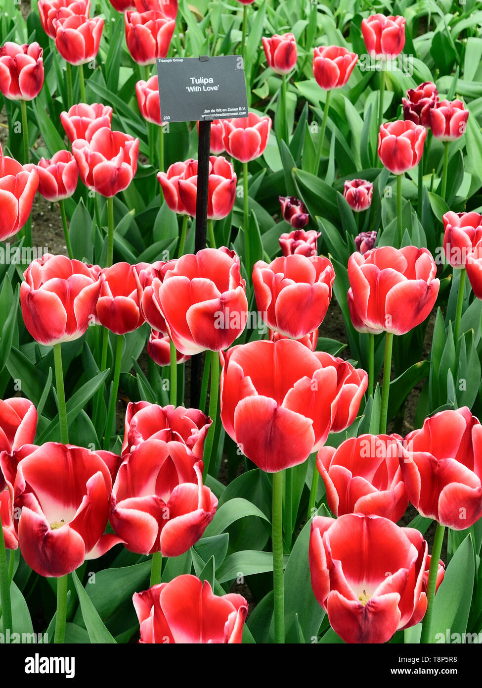 Photographié dans le parc de Keukenhof show tulip avril 2019, densément planté tulip avec amour fait d'un affichage à deux couleurs vives Banque D'Images