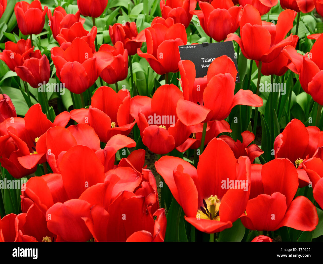 Photographié dans le parc de Keukenhof show tulip avril 2019, densément planté tulip prend une couleur rouge vif Banque D'Images