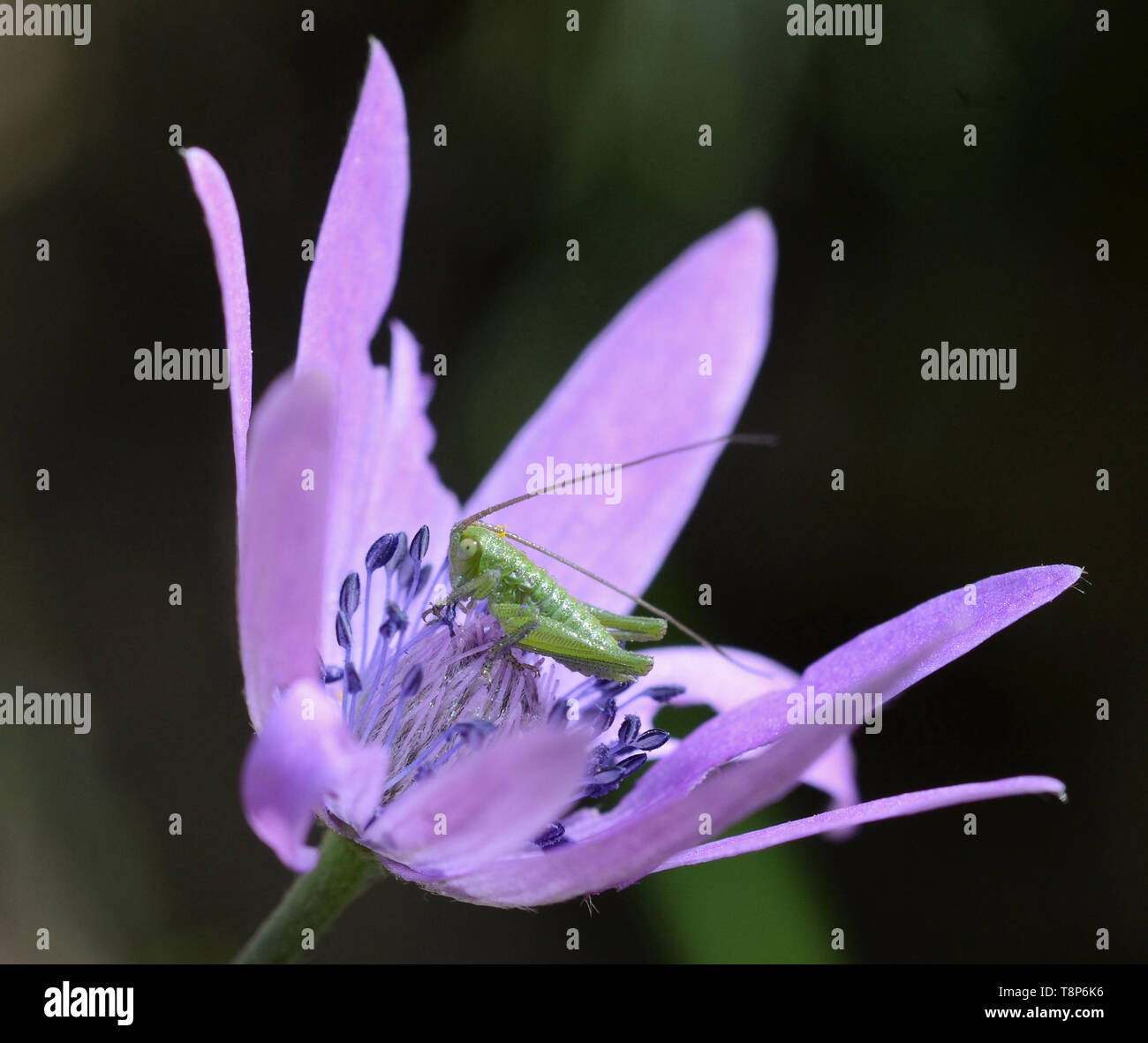 Close-up d'une sauterelle verte sur l'étamine de la fleur de l'anémone Banque D'Images