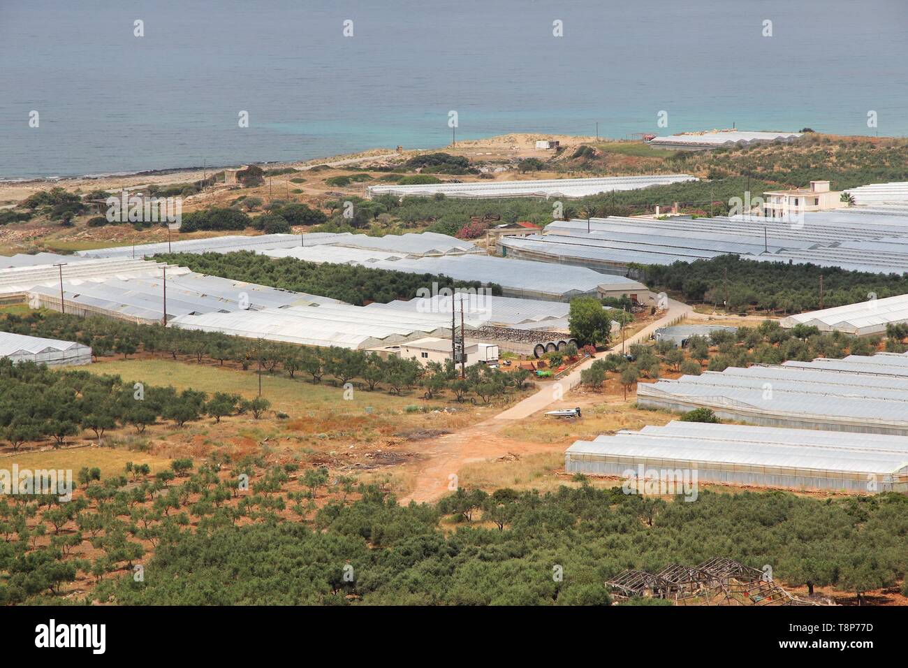 Paysage agricole à effet de l'île de Crète en Grèce. L'agriculture le long de la côte - oliviers et des serres. Banque D'Images