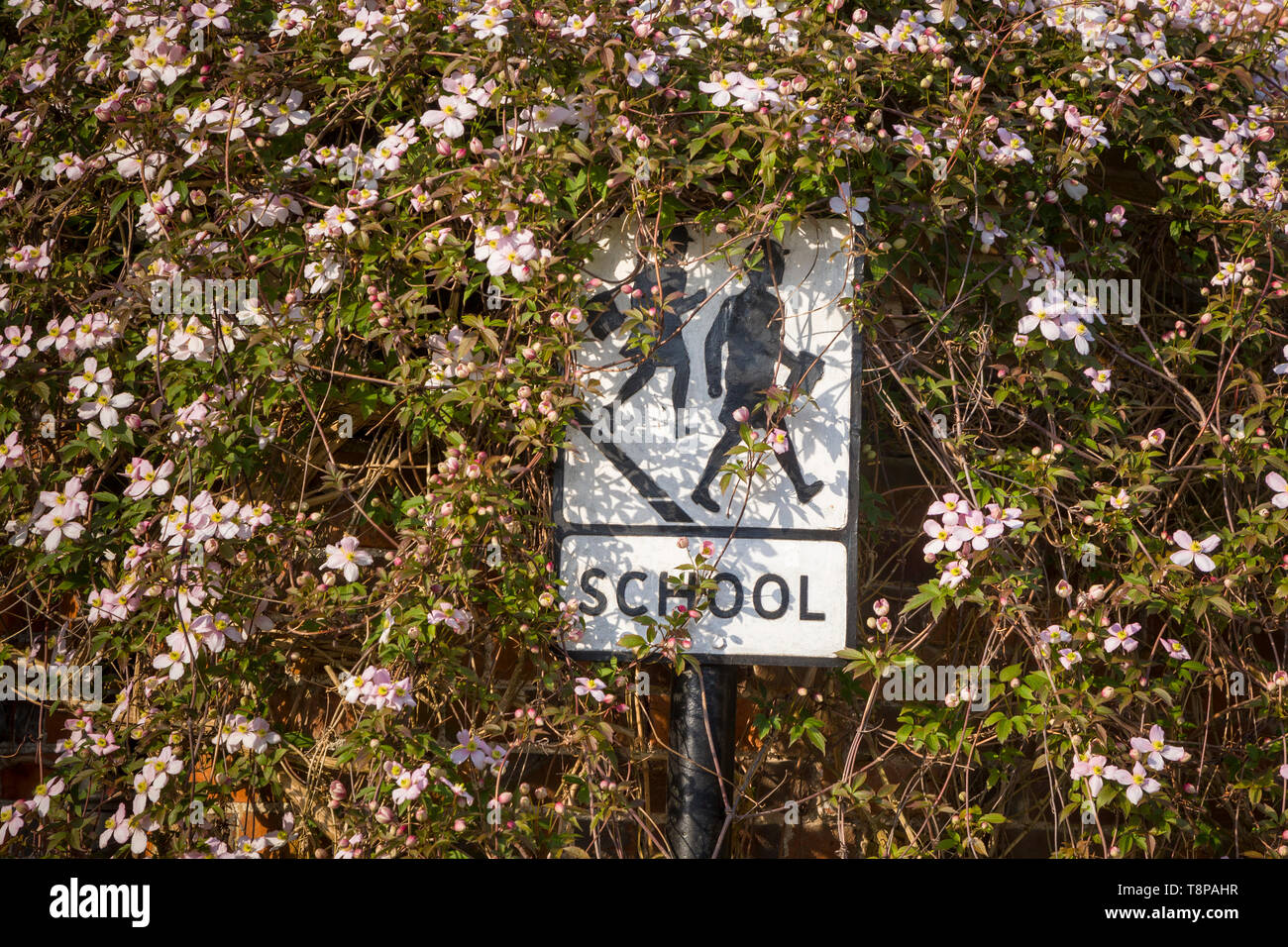 Un panneau scolaire traditionnel entouré et partiellement obscurci par les fleurs envahies de clématites montana Banque D'Images