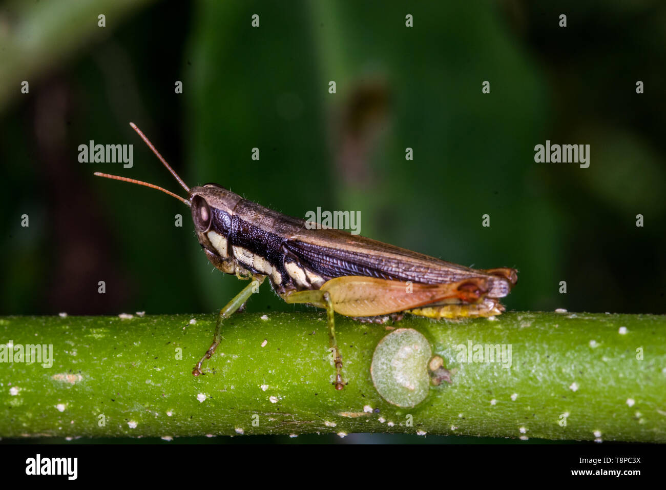 Grasshopper sur l'herbe verte. Close up, sauterelle insectes sauvages. Banque D'Images