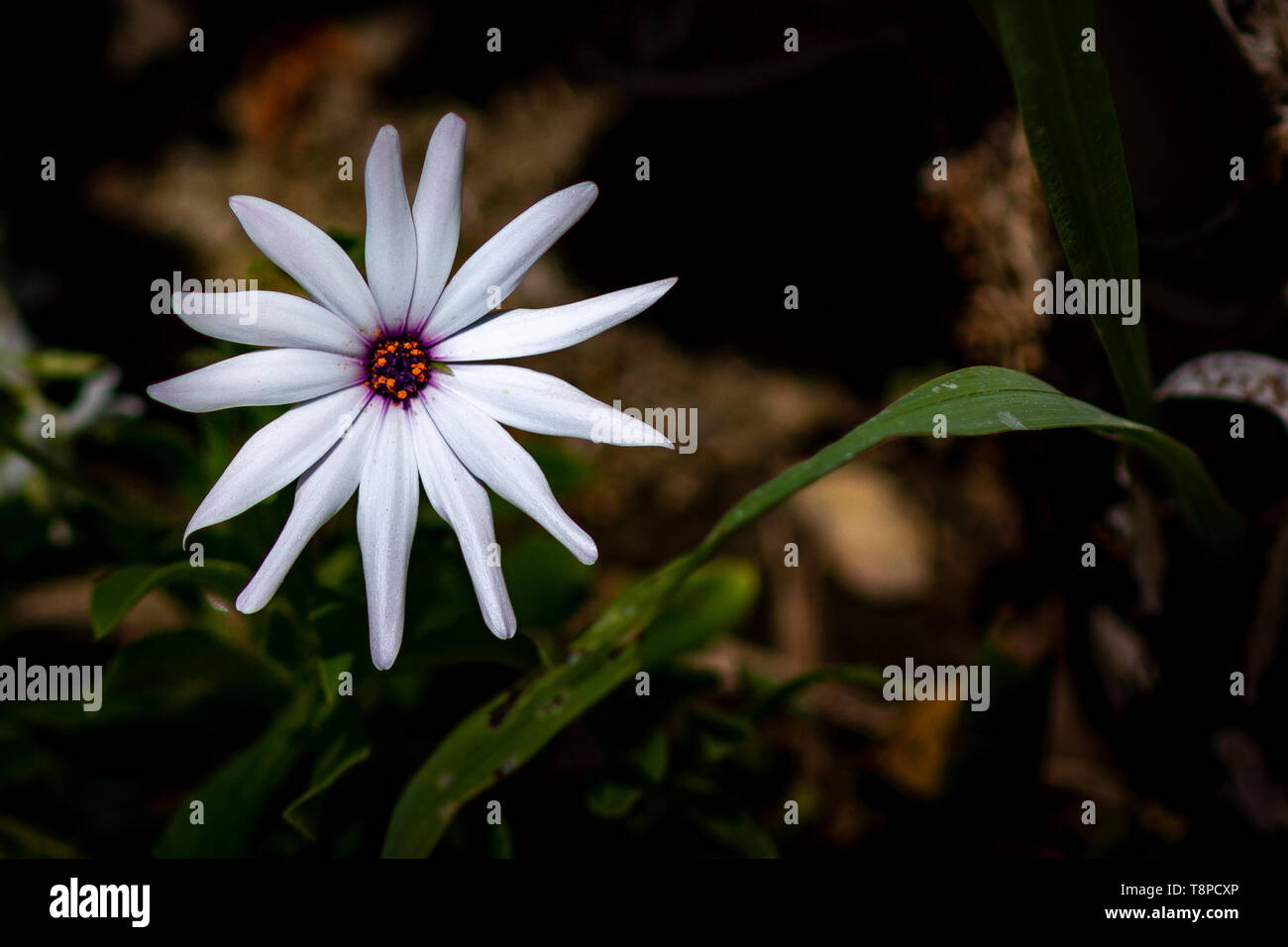 Fleur blanche Banque D'Images