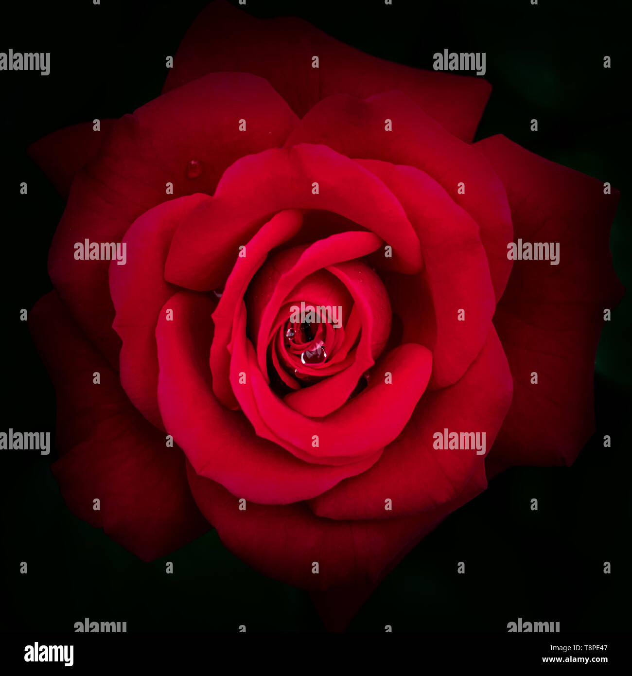 La belle rose rouge Banque de photographies et d’images à haute ...