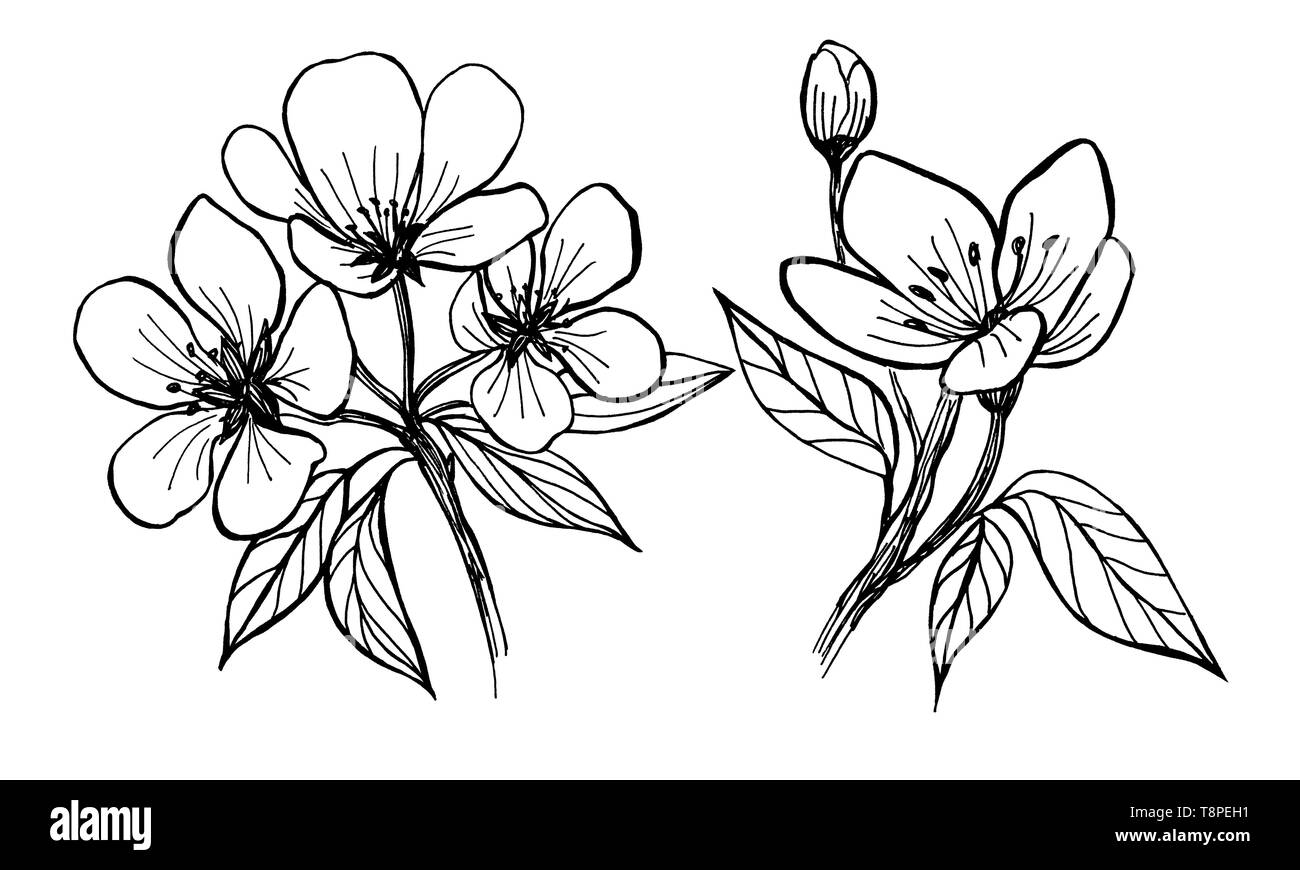 Fleurs de pommier. Graphiques manuel. Dessin en noir et blanc d'un arbre en fleur au printemps. Art linéaire Banque D'Images