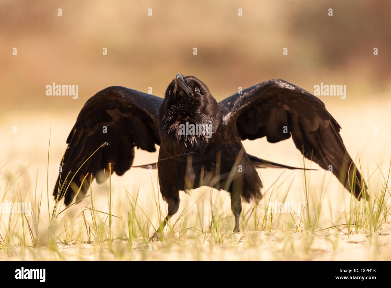 Un grand corbeau, Corvus corax, alias Grand Corbeau, affichant le battement d'ailes en étant debout sur le sol (sable). La Réserve de biosphère du delta du Danube Banque D'Images