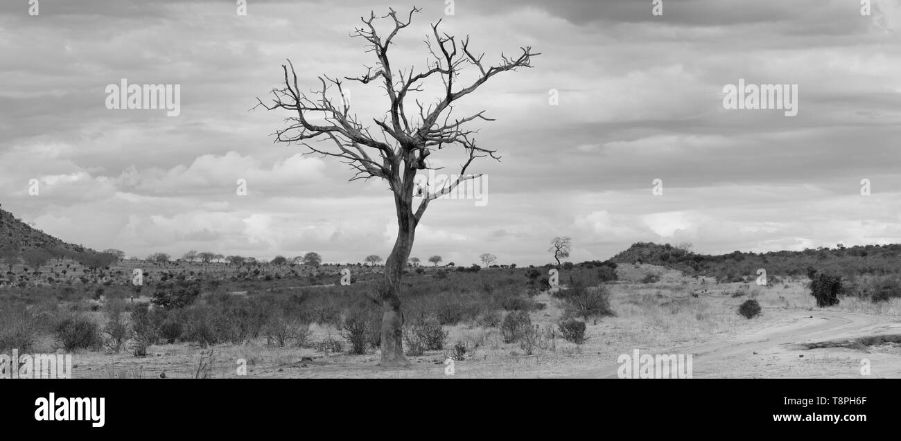 Mightly Lonely tree dans le parc national de Tsavo Kenya Afrique de l'Est Banque D'Images