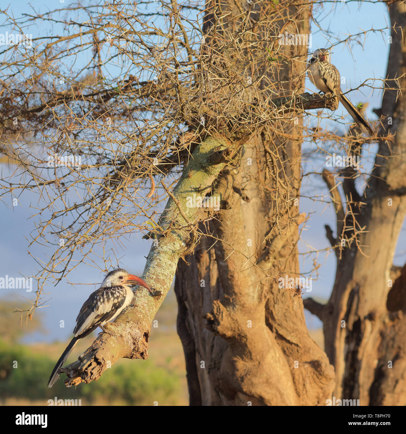 Bill rouge Calao, Zazu du Roi Lion, dans le parc national de Tsavo Kenya Afrique de l'Est Banque D'Images