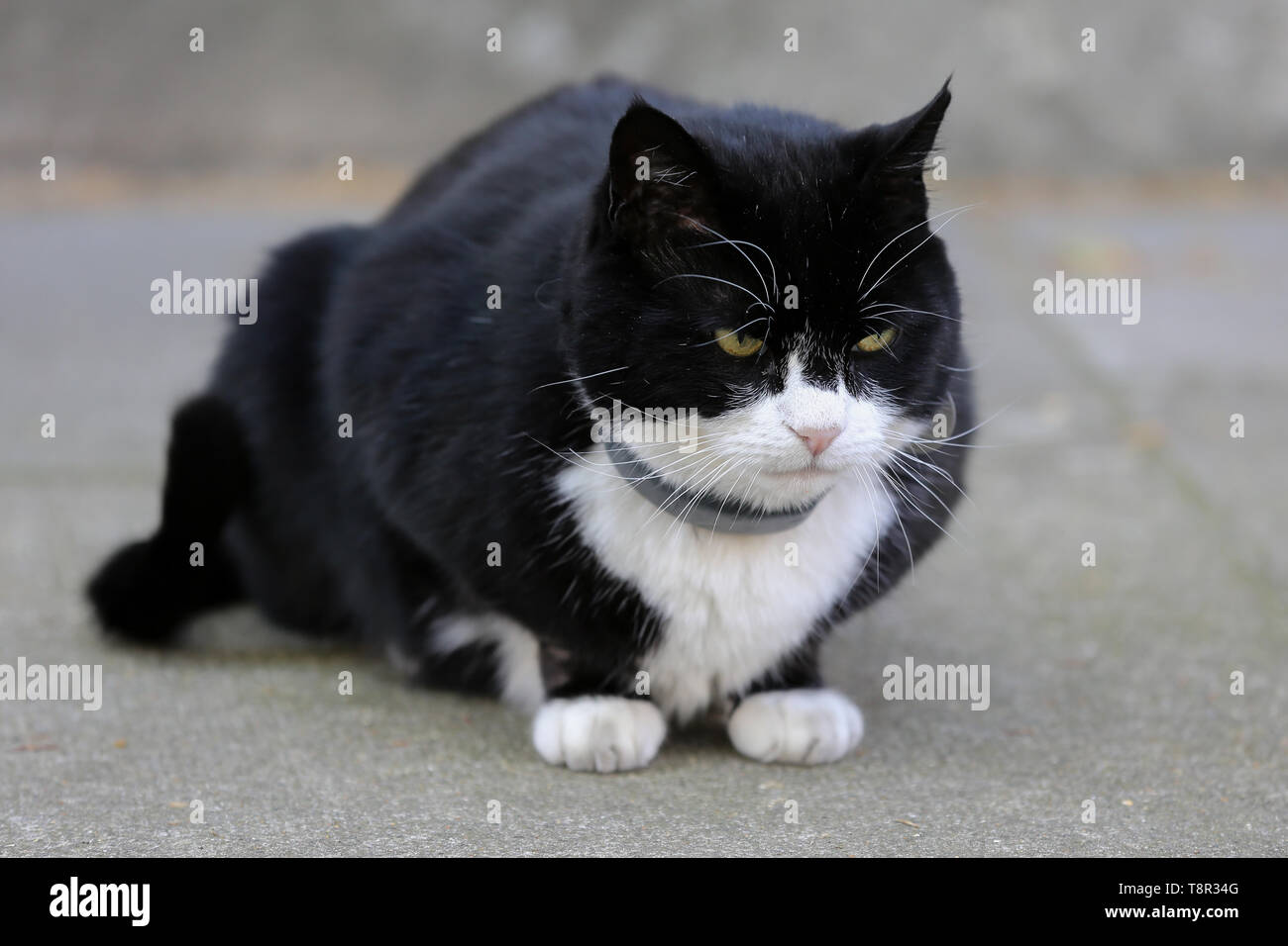 Palmerston le résident chef Mouser du Foreign & Commonwealth Office est vu à Downing Street comme ministres de discuter à propos de Brexit au cours de leur réunion hebdomadaire du cabinet. Banque D'Images