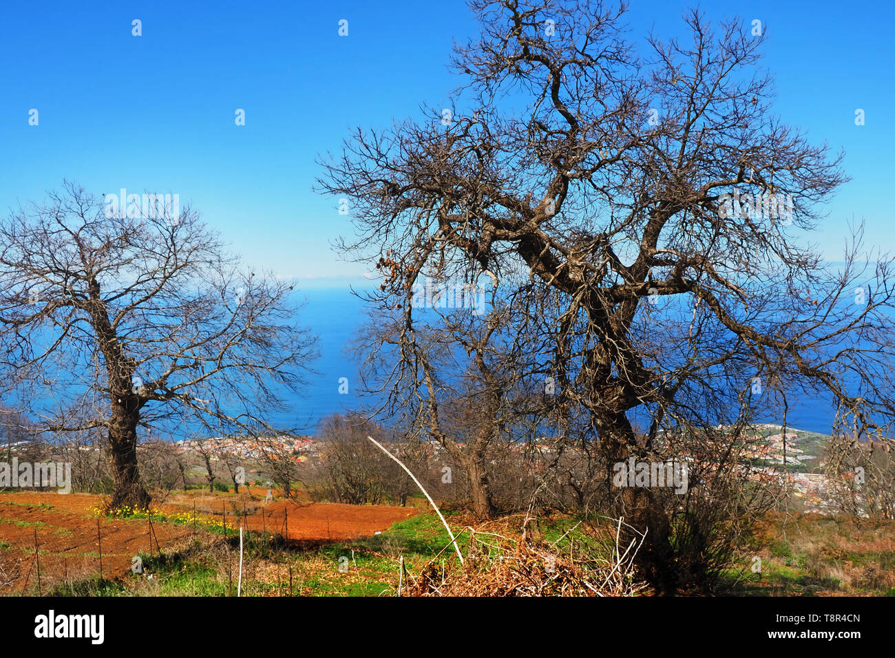 Deux vieux arbres bizarres sur un sentier de randonnée dans le nord de Tenerife, le 'Camino Candelaria', sans feuilles en hiver avec une vue sur l'Océan Atlantique Banque D'Images