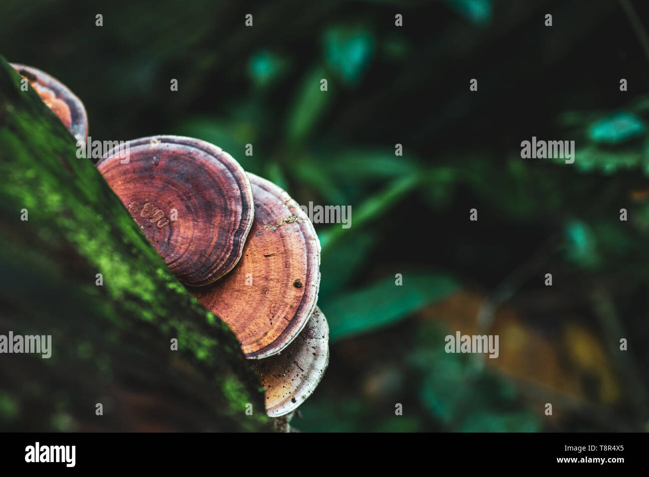 Champignons sauvages brun sur un arbre dans la forêt tropicale au parc national Khao Yai Thaïlande Banque D'Images