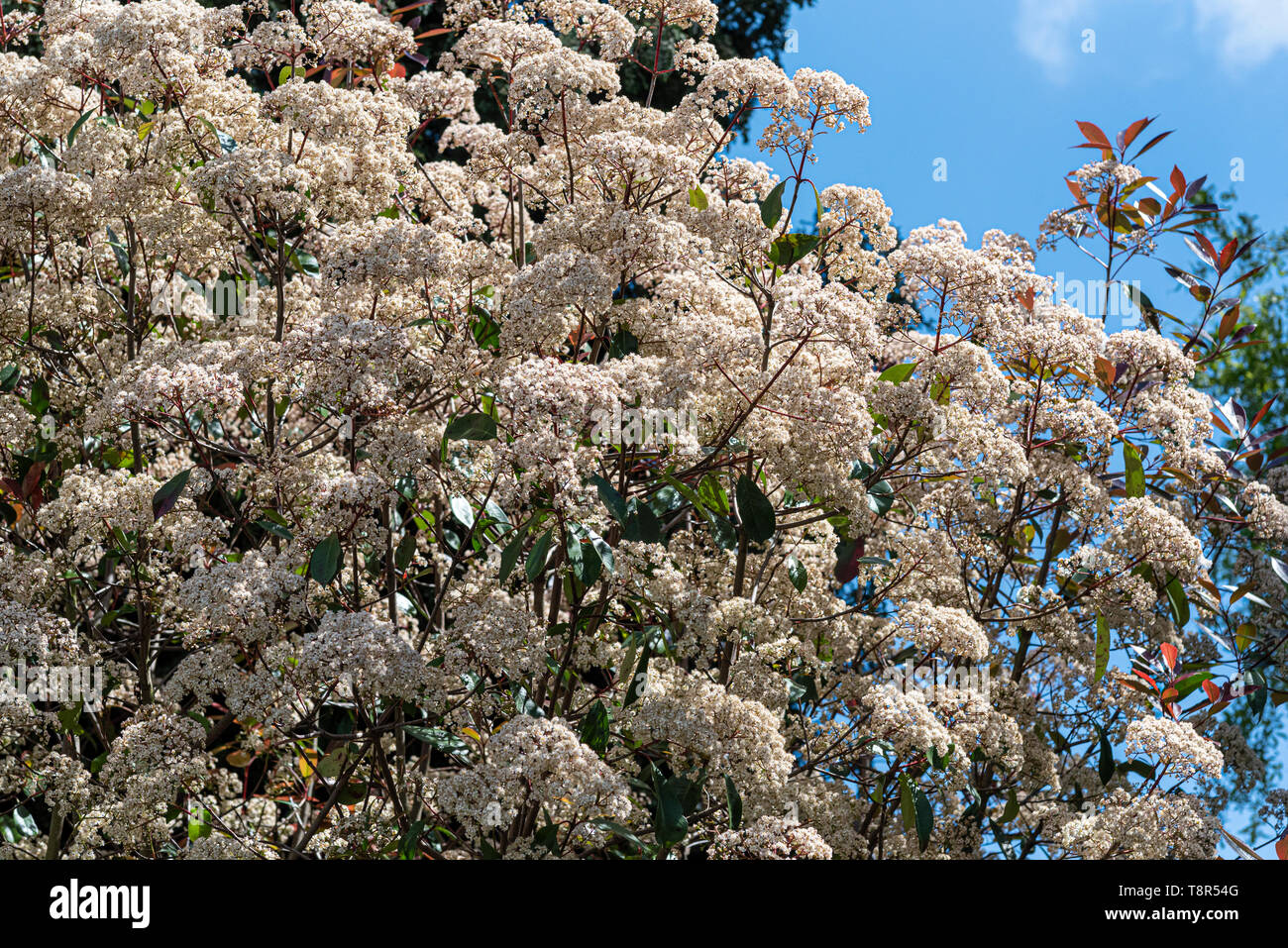 Photinia fraseri Red Robin, Noël berry Red Robin. Les fleurs blanc crème au printemps. Banque D'Images