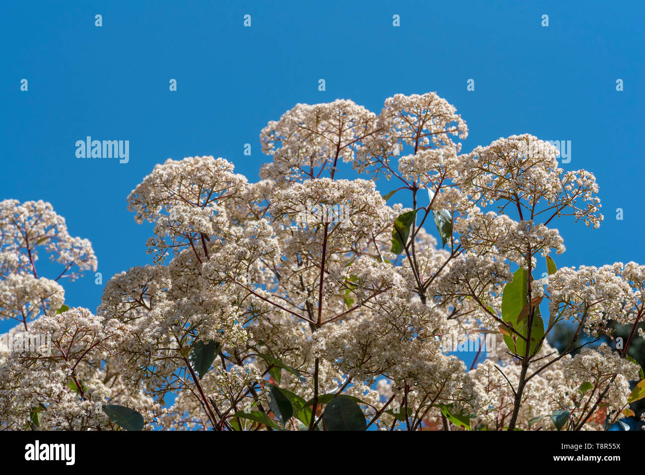 X Fraseri Stock Photos X Fraseri Stock Images Alamy