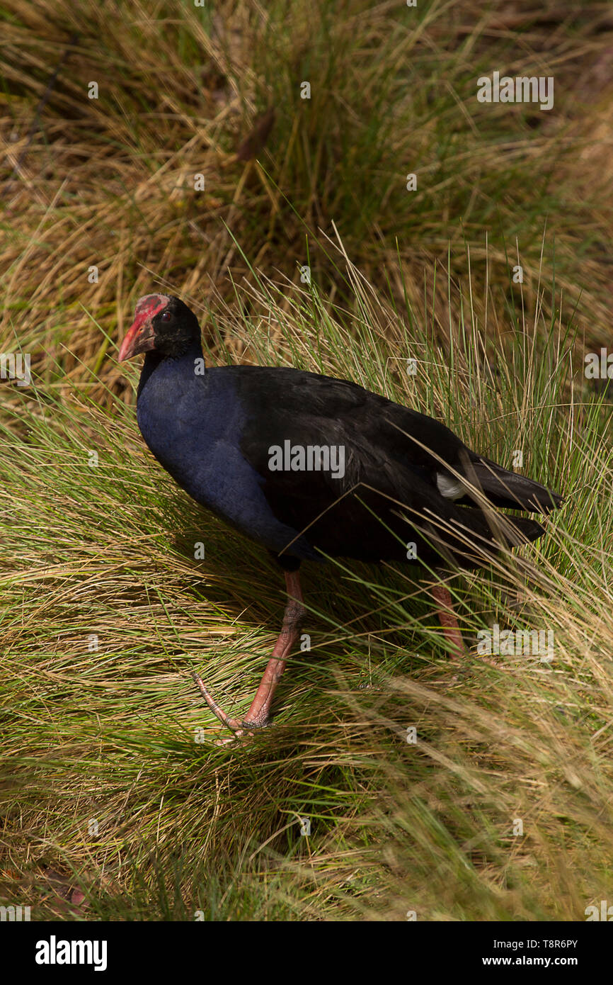 Le marais d'Australie Hen (Porphyrio melanotus) parmi les roseaux Banque D'Images