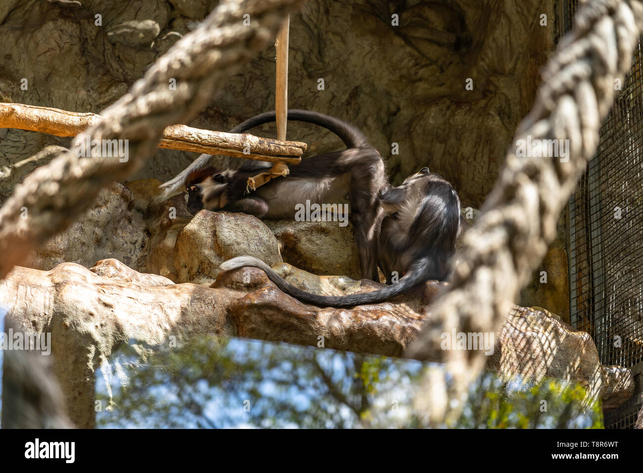 Mangabey plafonné rouge (Cercocebus torquatus) dans le Zoo de Barcelone. Banque D'Images