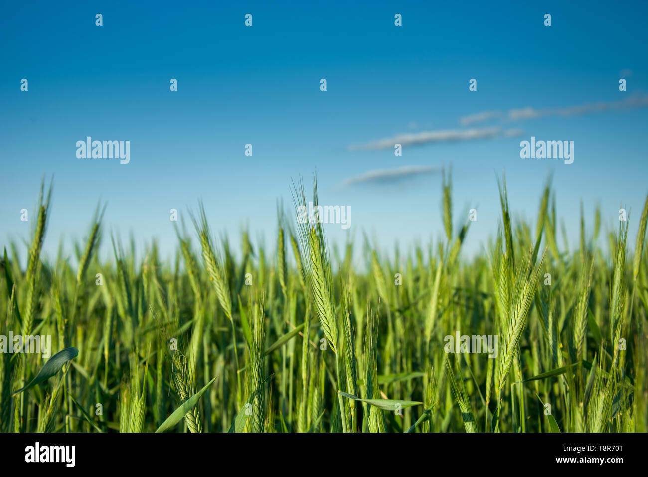 Le seigle vert oreilles sur terrain et de nuages sur ciel bleu - libre Banque D'Images