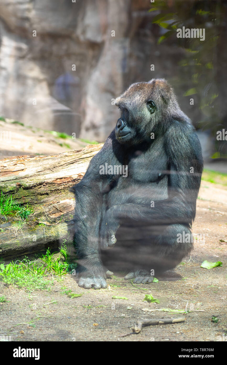 Gorille de plaine de l'Ouest dans le Zoo de Barcelone. Banque D'Images